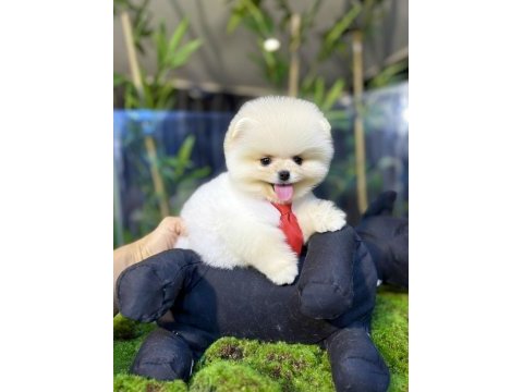 Ayı sürat pomeranian yavru köpeklerimiz gelmiştir