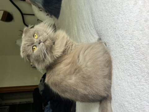 Scottish fold ömürlük aile olacak kişi sahiplensin lütfen