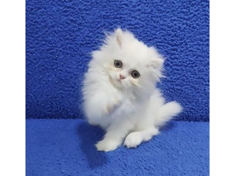 Long hair mavi boncuk silver yavrumuz teslime hazırdır