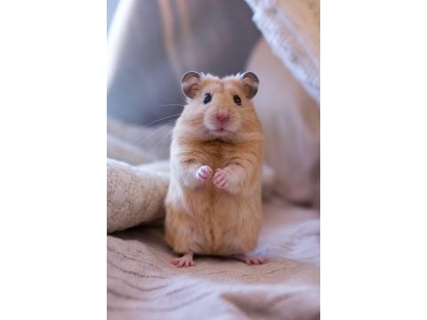 Hamster xs