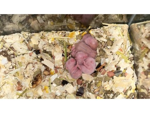 Hamster ele alışkın para için satmıyorum yerim yok