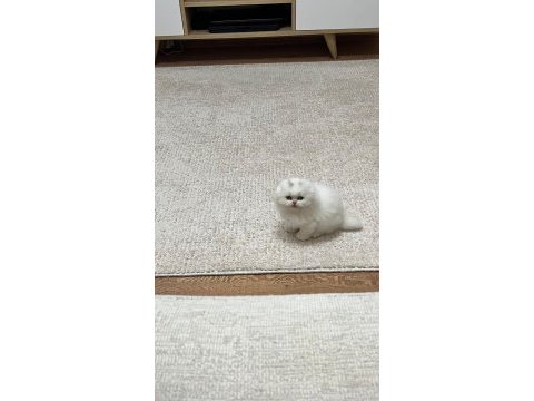 Dişi scottish fold