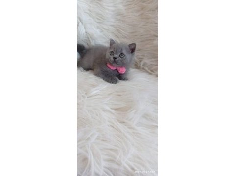 2 aylık british longhair