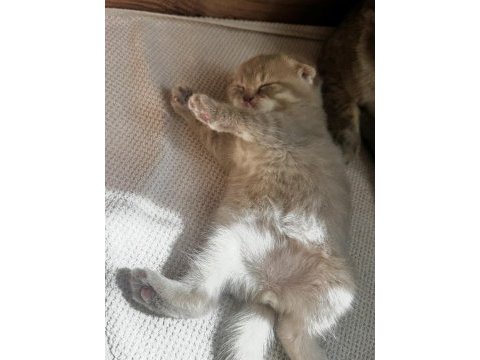 Dünya tatlısı erkek yavru scottish fold