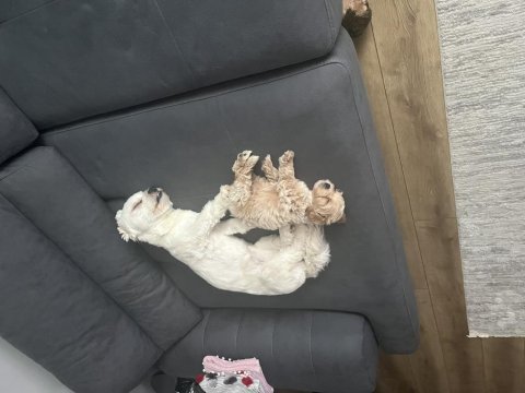 85 günlük orjinal kore maltipoo ev doğumlu kızımız