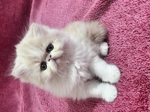 İran persian 40 günlük