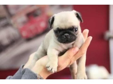 Pug mops safkan yavrular