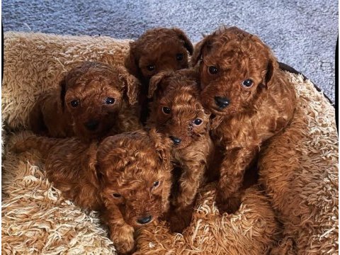 Toy poodle sağlıklı köpekler