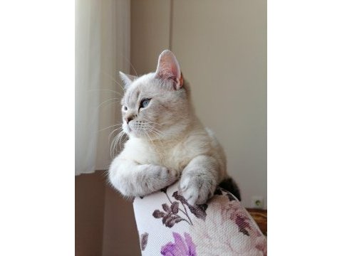 7 aylık british shorthair