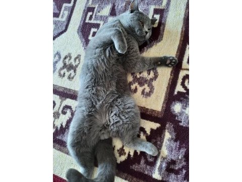Sahiplendirme british shorthair