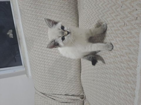Minik british shorthair