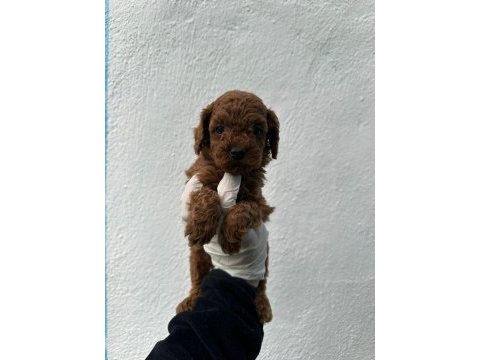 Güzellik abidesi erkek dişi poodle bebekler