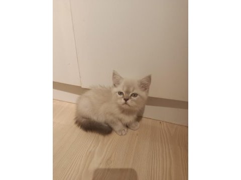 3 aylık british shorthair yavrular