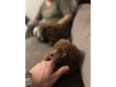 Kurabiye tadında mükemmel kalite poodle yavrular