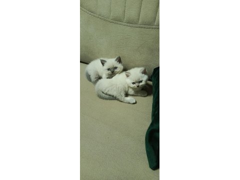 Blue point british shorthair