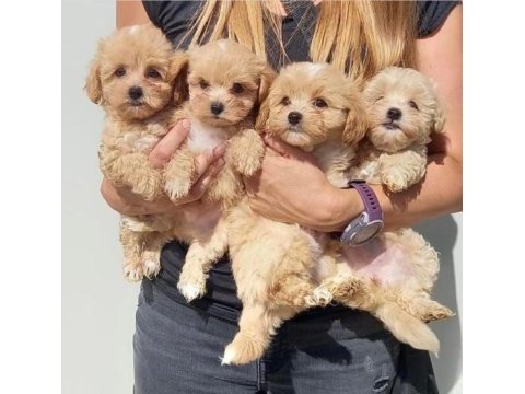 Irk garantili maltipoo yavruları