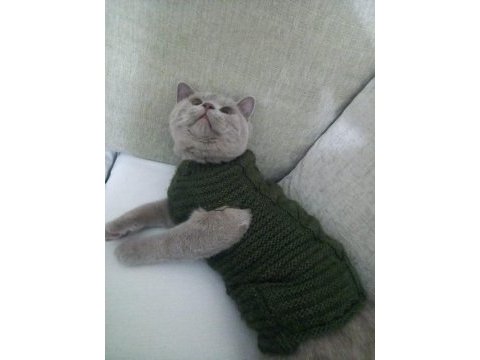 British shorthair