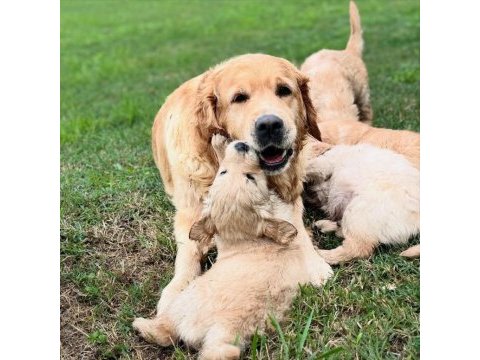 Golden retriever yavruları