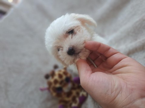 Sıfır boy orijinal maltese köpeklerim