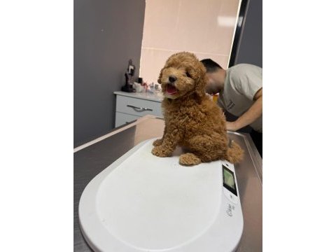 3 aylık yavru toy poodle