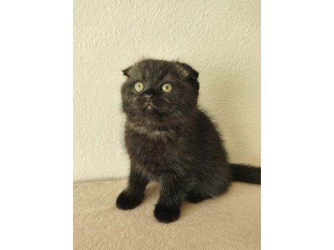 Minik scottish fold yavrumuz