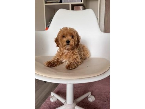 Toy poodle yavru için ulaşın