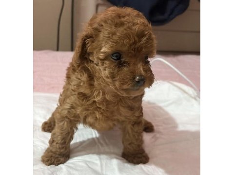 Poodle bebek