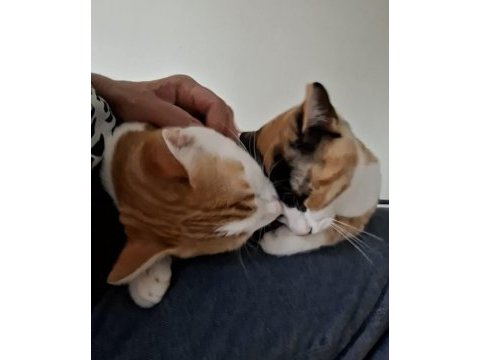 Kediler çapkın ve zilli için kalıcı yuva