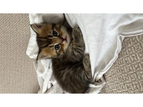 British shorthair brown tabby