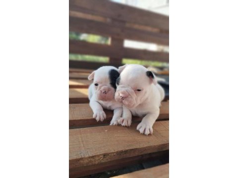 Pamuk gibi beyaz french bulldog yavrularımız
