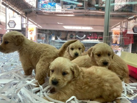 Yavru baby face golden retriever yavru köpekler