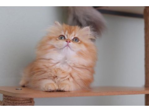 British longhair safkan dişi