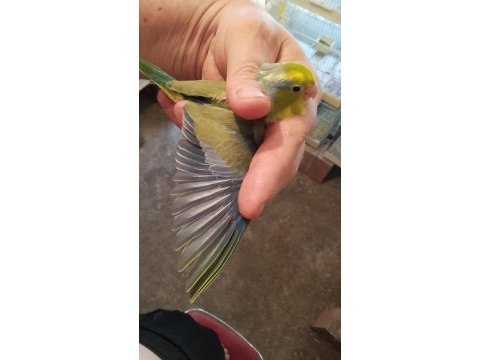 40 günlük erkek forpus papağanı