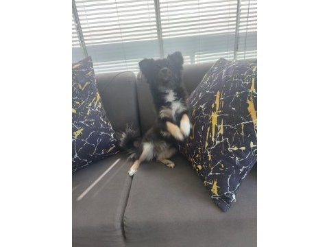 9 aylık papilon cinsi pomeranian boo