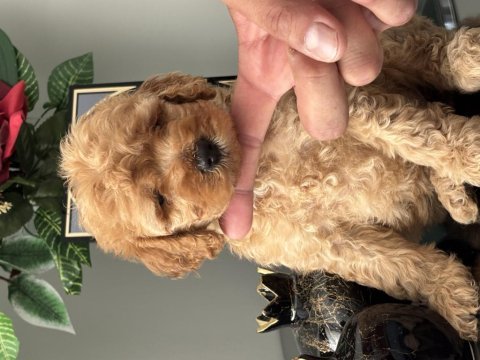 45 günlük toy poodle bebekler