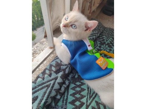 Kedimizin ismi mars