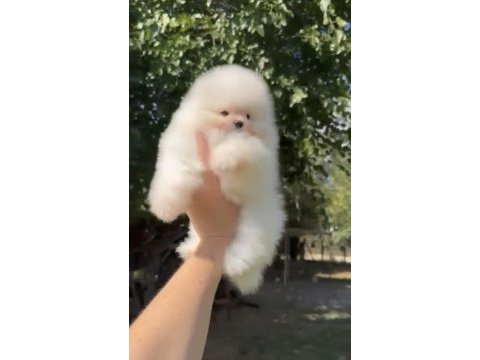 Ankarada tek kalitede pomeranian yavrular