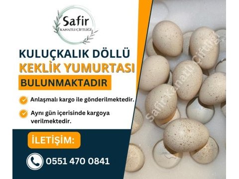 Taze döllü kuluçkalık keklik yumurtası