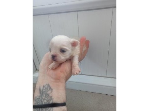 Maltese terrier bebekler
