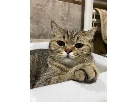 Ücretsiz sahiplendirme british shorthair kedilerimiz
