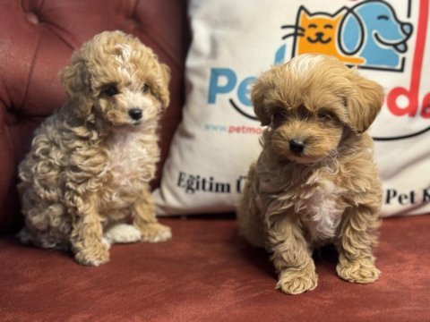 Ruhsatlı çiftlikde ziyarete açık maltipoo yavrular