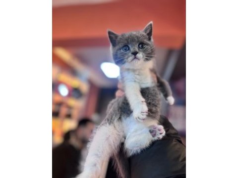 A kalite bicolor british shorthair yavrumuz