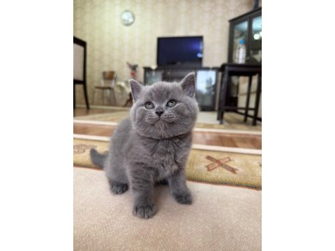 British shorthair cins kedimizi sahiplendirme