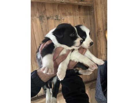 Border collie zeka küpü pofuduk köpekler