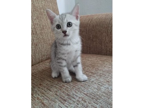 Anne scottish baba amerikan shorthair