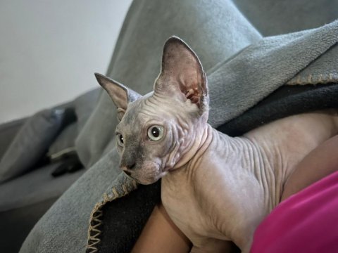 Sphynx (sfenks)