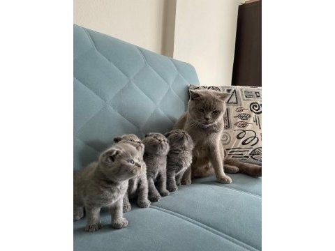 Scottish fold orjinal güzel bebekler