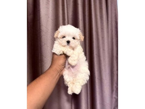 En özel maltipoo yavruları