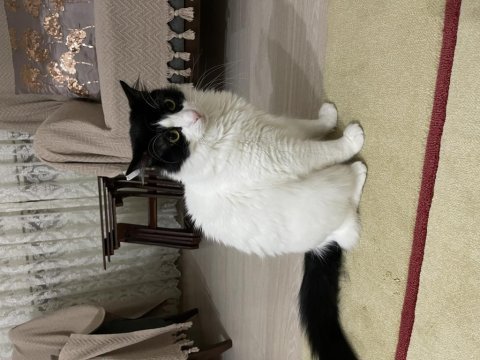Ankara kedisi kırması