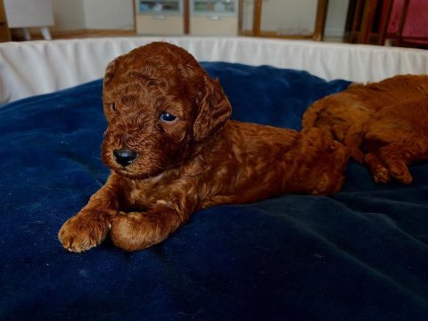 Minik poodle yavrularım rezerveye açık